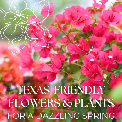 Vibrant Flowers & Plants for the Texas Homeowner