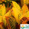 Crotons
