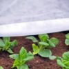 N-Sulate Frost Protection Blanket Photo 1