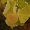 rising sun redbud