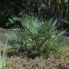 mediterranean fan palm