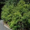 southern wax myrtle