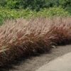 purple fountain grass