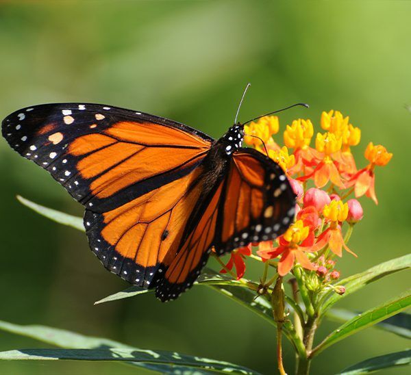 Milkweed