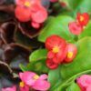 Begonias Photo 1