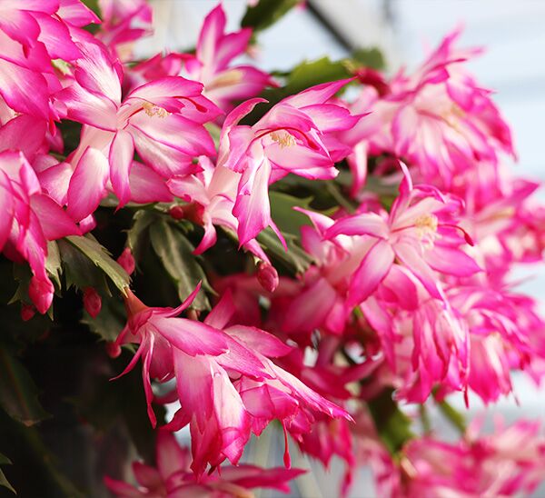 Christmas Cactus