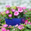 Cora® XDR Vinca Photo 1
