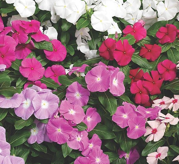 Cora® Xdr Vinca Flower Plant | Calloway's Nursery