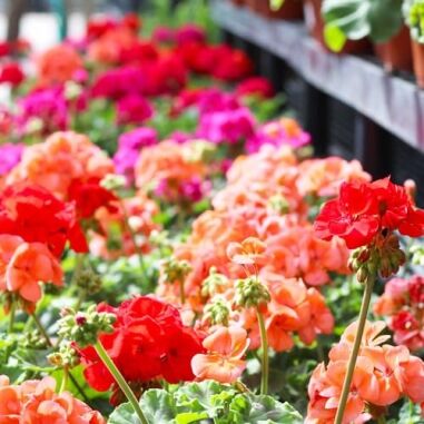 Planting Geraniums in Containers: Easy Tips for Vibrant Blooms