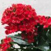 Kalanchoe flowers in red