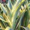 lemon lime dracaena