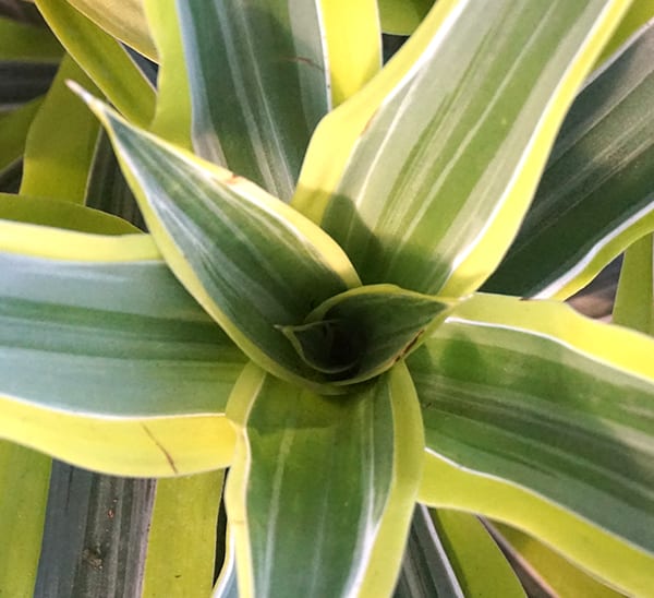 lemon lime dracaena