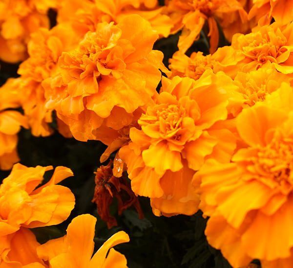 marigold orange mix