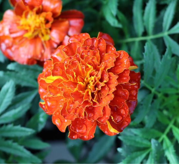 Marigolds