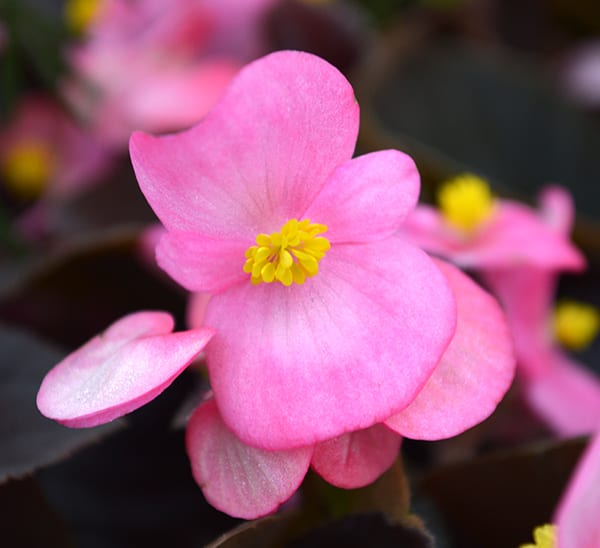 Pink Bronze Leaf Begonia