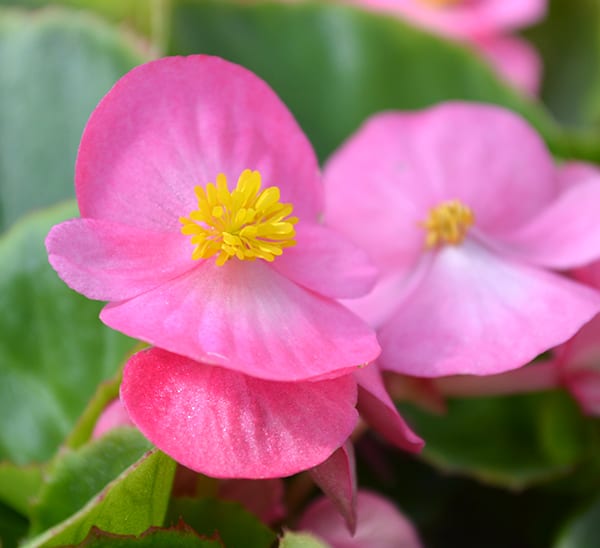 pink greenleaf begonia