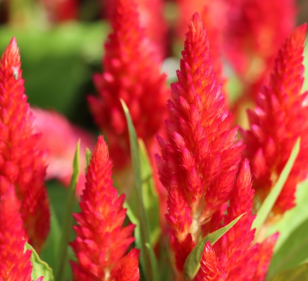Celosia