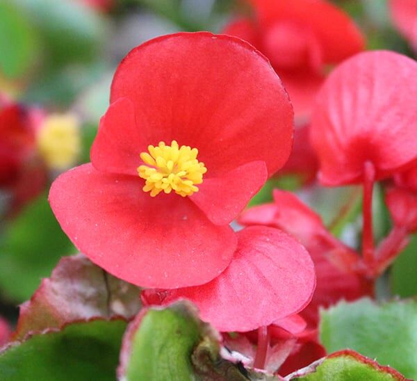 red greenleaf begonia