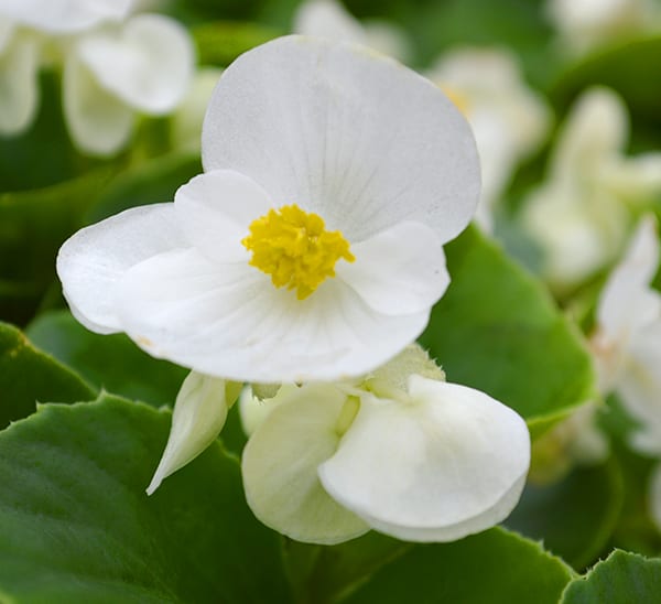 white greenleaf begonia