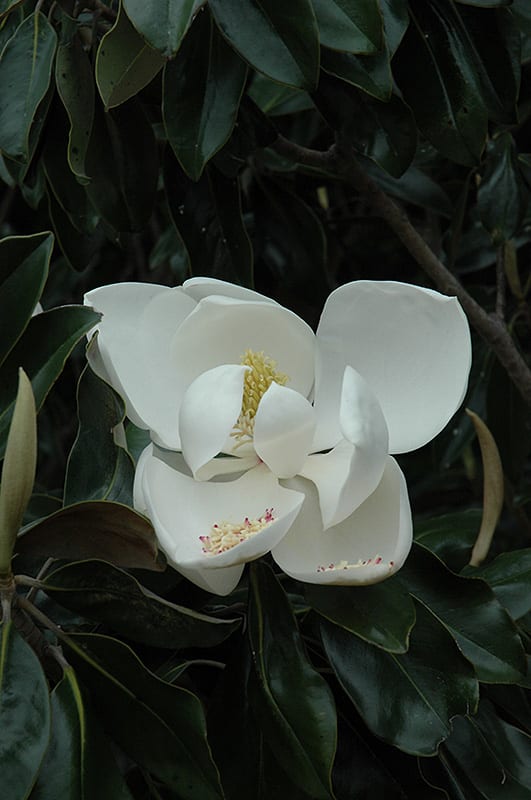 dd blanchard magnolia