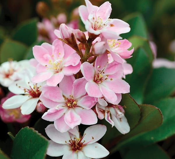 pinkie indian hawthorn