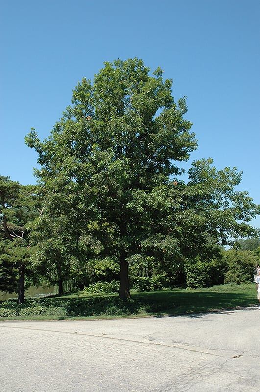 shumard oak