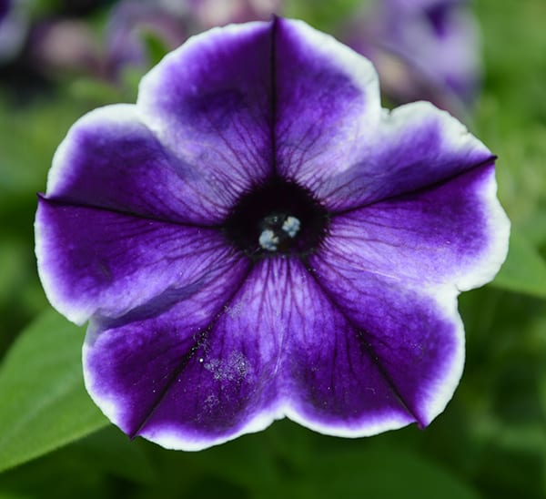 crazytunia blue ice