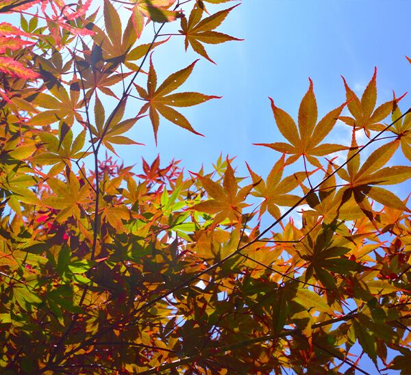 Japanese Maple Pick & Plant Package