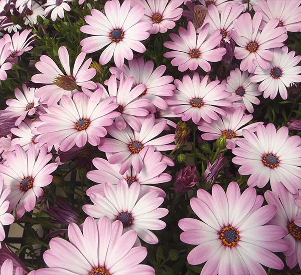 Osteospermum 0773400618