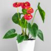Anthurium Photo 1