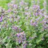 Catnip Photo 1