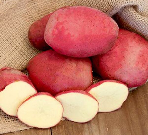Seed Potatoes