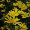 Green Leafed Euryops Photo 1