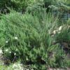Tuscan Blue Rosemary Photo 1