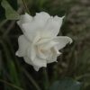 First Love Gardenia Photo 1