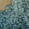 Silver Falls Dichondra Photo 1