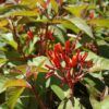 Scarlet Bush Photo 1