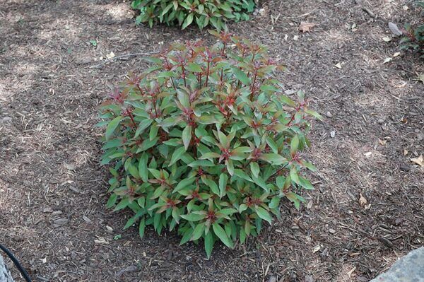 scarlet bush
