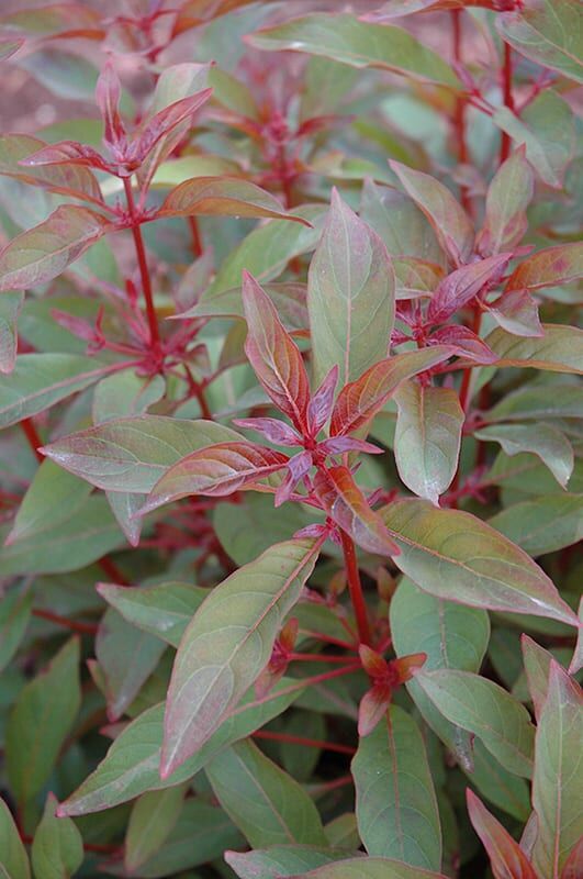 scarlet bush
