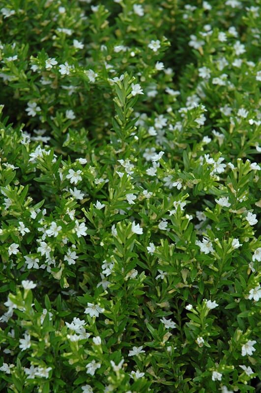 white false heather