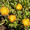 Hardy Ice Plant Photo 1