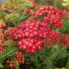 Yarrow Photo 1