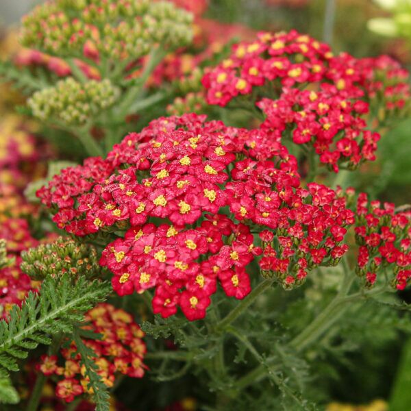 Yarrow Photo 1
