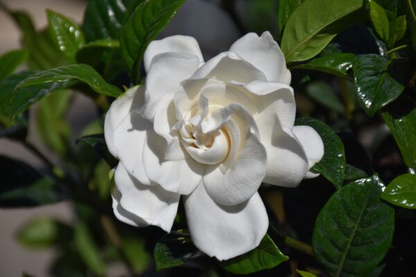 Crown Jewel Gardenia Photo 1