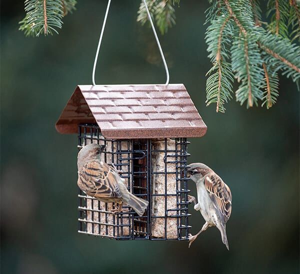 More Birds® Double Suet Feeder 2nd