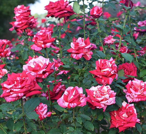 Avant Garde Rose
