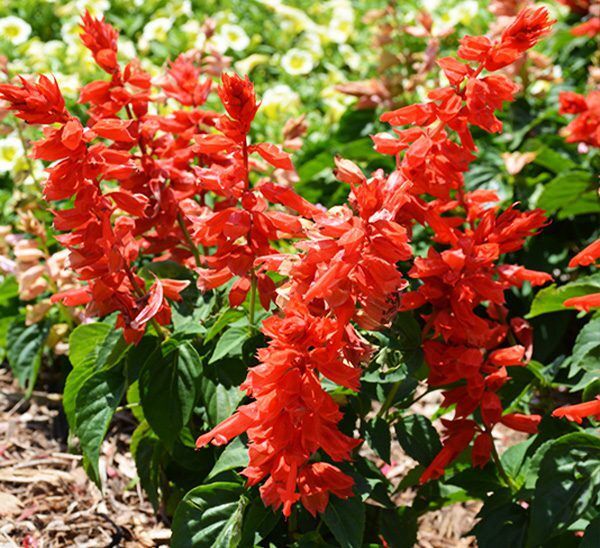 Salvia