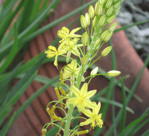 Bulbine