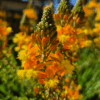 Bulbine Photo 1