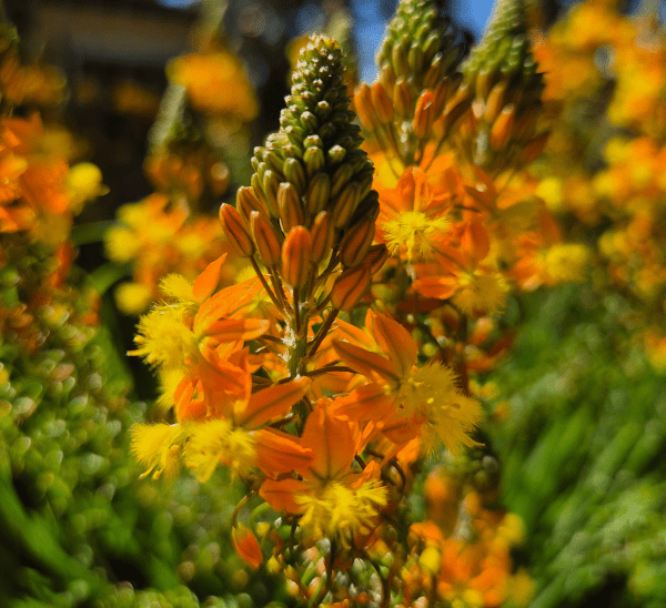 Bulbine Photo 1